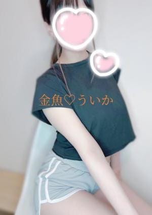 金魚グループ ういか