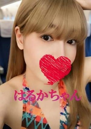 可愛い猫（かわいいねこ） はるか