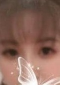 蝶 ここ