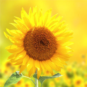 向日葵（ひまわり）